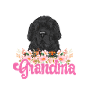 Newfoundland Newfoundland Dog