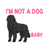 Newfoundland Newfoundland Dog