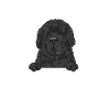 Newfoundland Newfoundland Dog