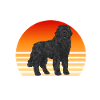 Newfoundland Newfoundland Dog