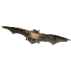 Pond bat individually