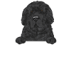Newfoundland Newfoundland Dog