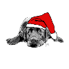 Labrador Christmas