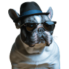 cute mafiastyle bully french bulldog