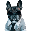 cute mafiastyle bully french bulldog