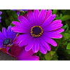 Fleur