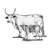 Cow with calf