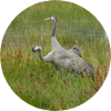 Cranes