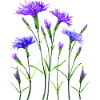 Fleur