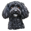 poodle
