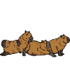 J’aime vraiment Capybaras ok