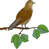 Oiseau