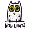 now what? funny owl