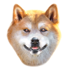 shiba inu