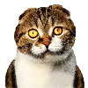 scottish fold