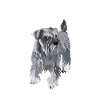 Schnauzer