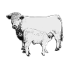 Charolais beef with veal