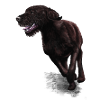 Wirehair galloping