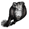 Wild boar galloping