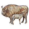 Bison avec veau