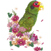The Yucatecan parrot