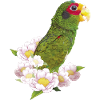 Le perroquet yucatèque