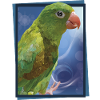 The Tanned Parakeet