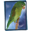 The Tanned Parakeet