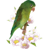 The Tanned Parakeet