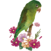 The Tanned Parakeet