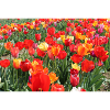 TULPEN