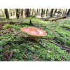 PILZ