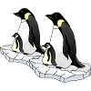 Pingouins