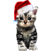 chat noël