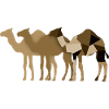 Camels