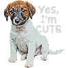 Yes, I'm cute