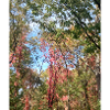 Bunter Wald im Herbst
