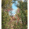 Herbstwald