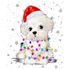 Chiot