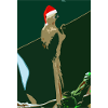 Christmas Colious