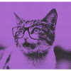 Cat With Glasses