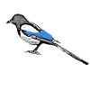 Magpie