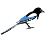 Magpie