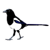 Magpie