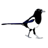 Magpie