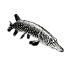 Pike