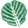Aulne / Feuille d’aulne - Nature & Jardin