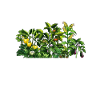 Hobby Gardener Garden Vegetables