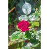 Rote Rose
