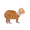 Capybara Wasserschwein Astronaute